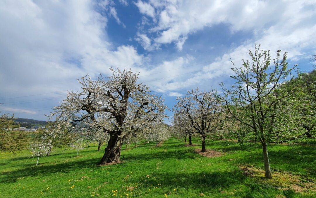 Apfelblütenrundgang