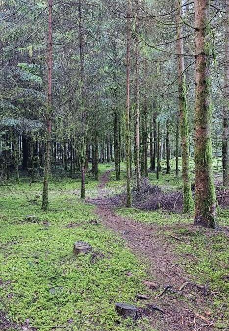 Herzogenbuchsee, Unterwald